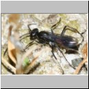 Priocnemis melanosoma - Wegwespe w02a 8mm OS-Wallenhorst-Tongrube-Lehmwiese-det.jpg